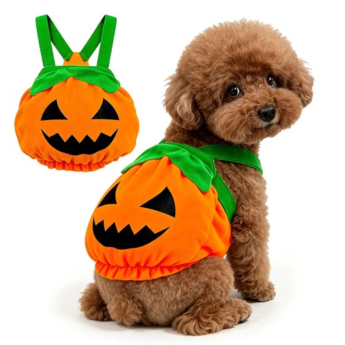 Dog cat halloween pumpkin - cat,