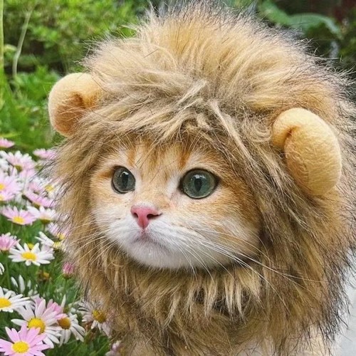 Cute lion mane cat - mane, wig