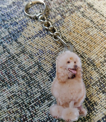 Cute white poodle - poodle, dog