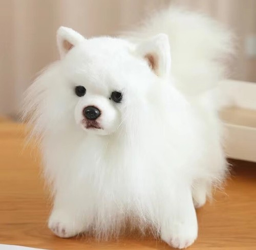 White pomeranian dog inch - pomeranian,