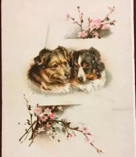 Victorian trade card - card, dogs