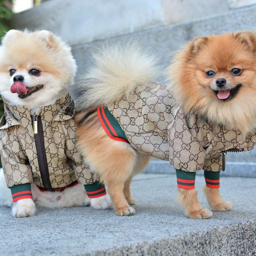 Cute stylish pet - cute, hoodie