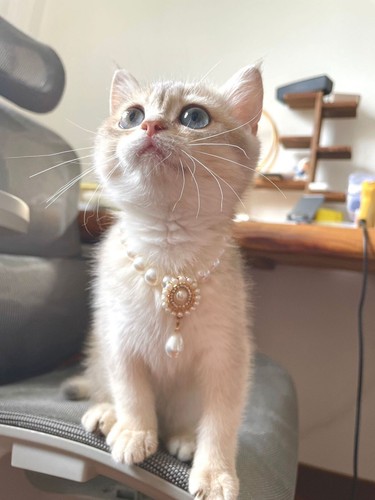 Cute pet dog - dog, cat