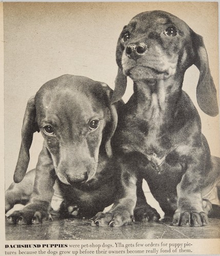 1947 magazine photo - magazine, cute