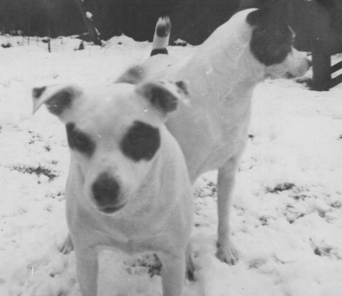 Cute dogs playing snow yard - in,