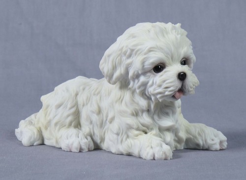 Cute adorable maltese puppy - adorable,